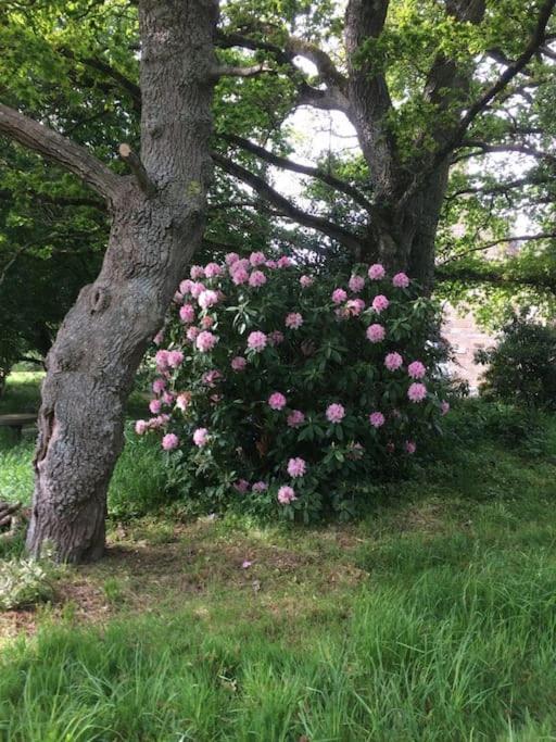 Pleugueneuc La Forge De La Coudraie Bed & Breakfast エクステリア 写真